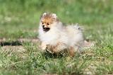 SPITZ ALLEMAND 270